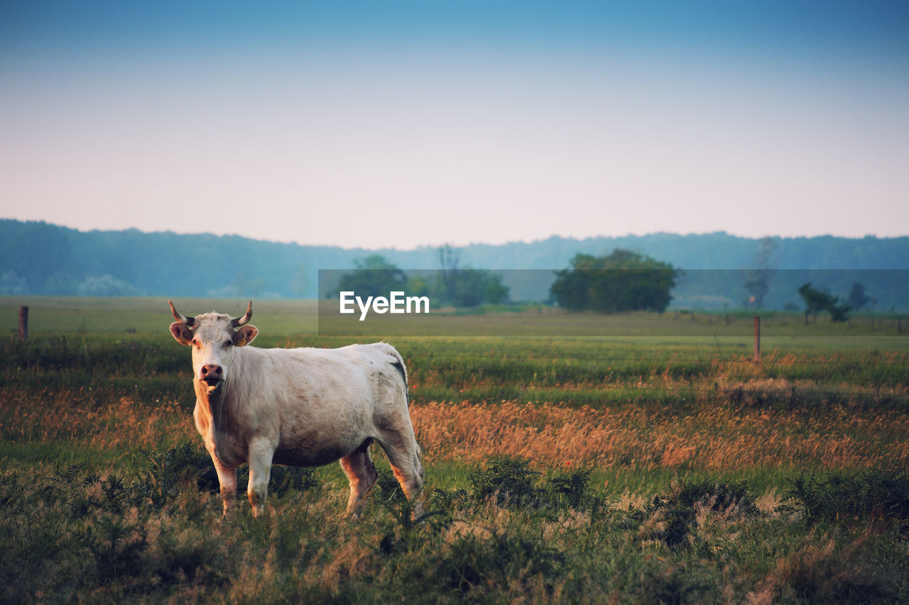 Cow standing on field against sky