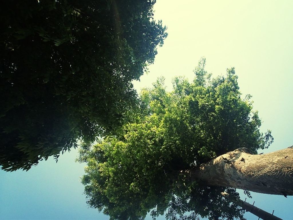 Directly below shot of trees against clear sky