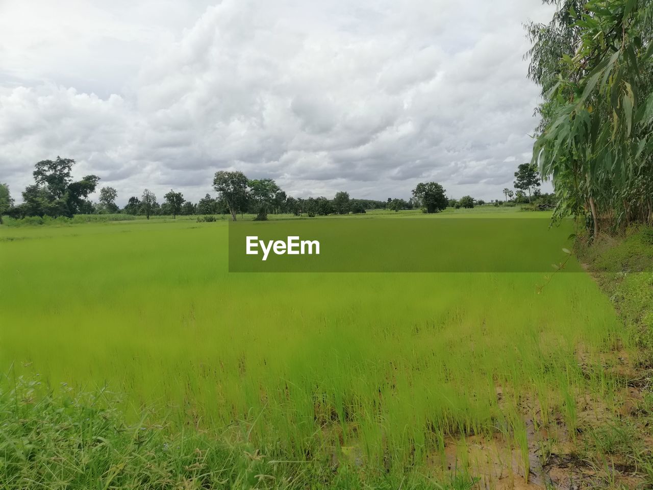 SCENIC VIEW OF RURAL LANDSCAPE