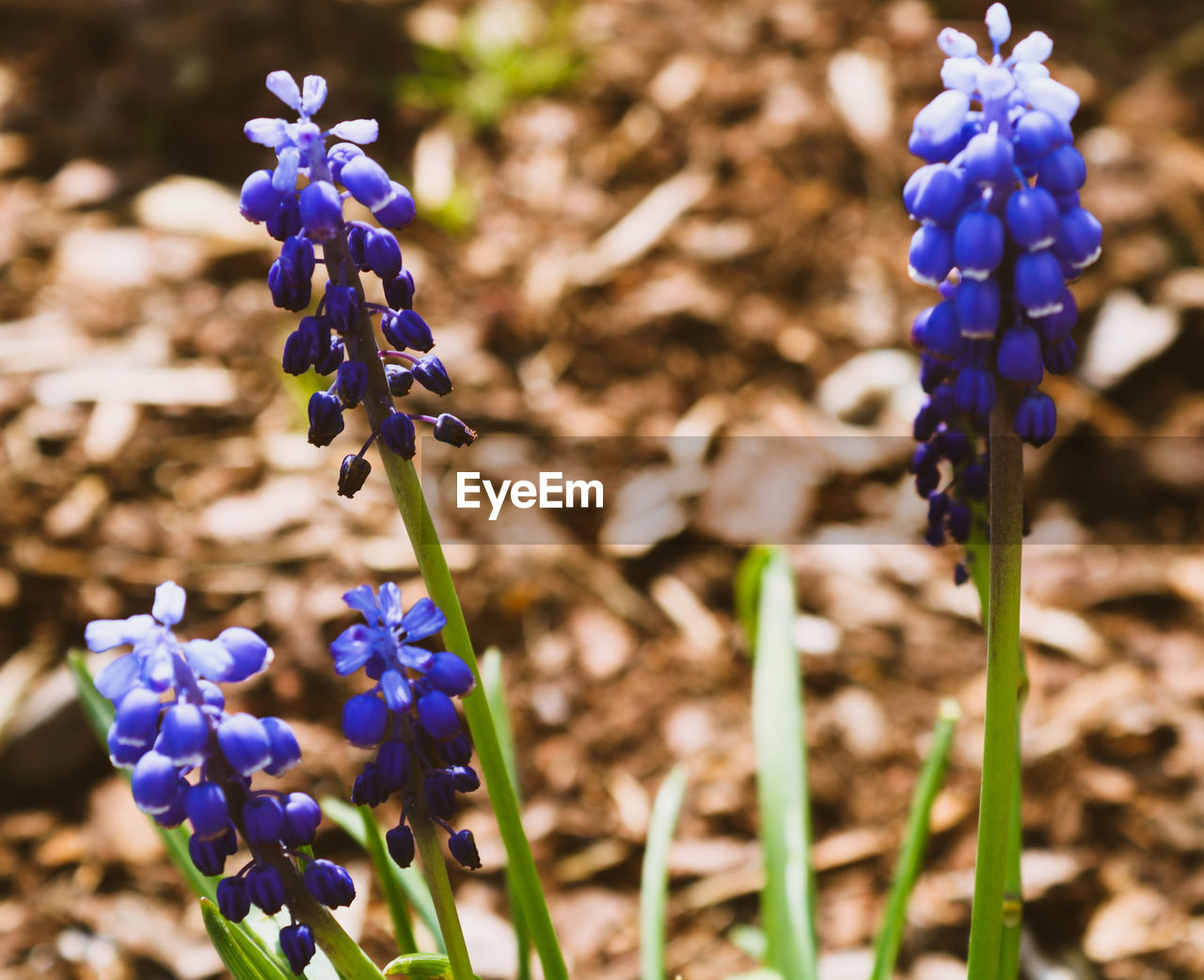 Close-up of purple flowering plants on field