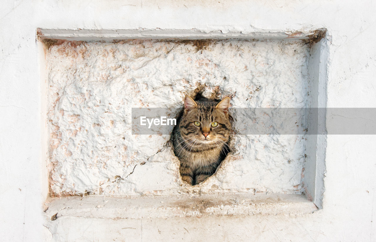 Portrait of cat in hole amidst white wall
