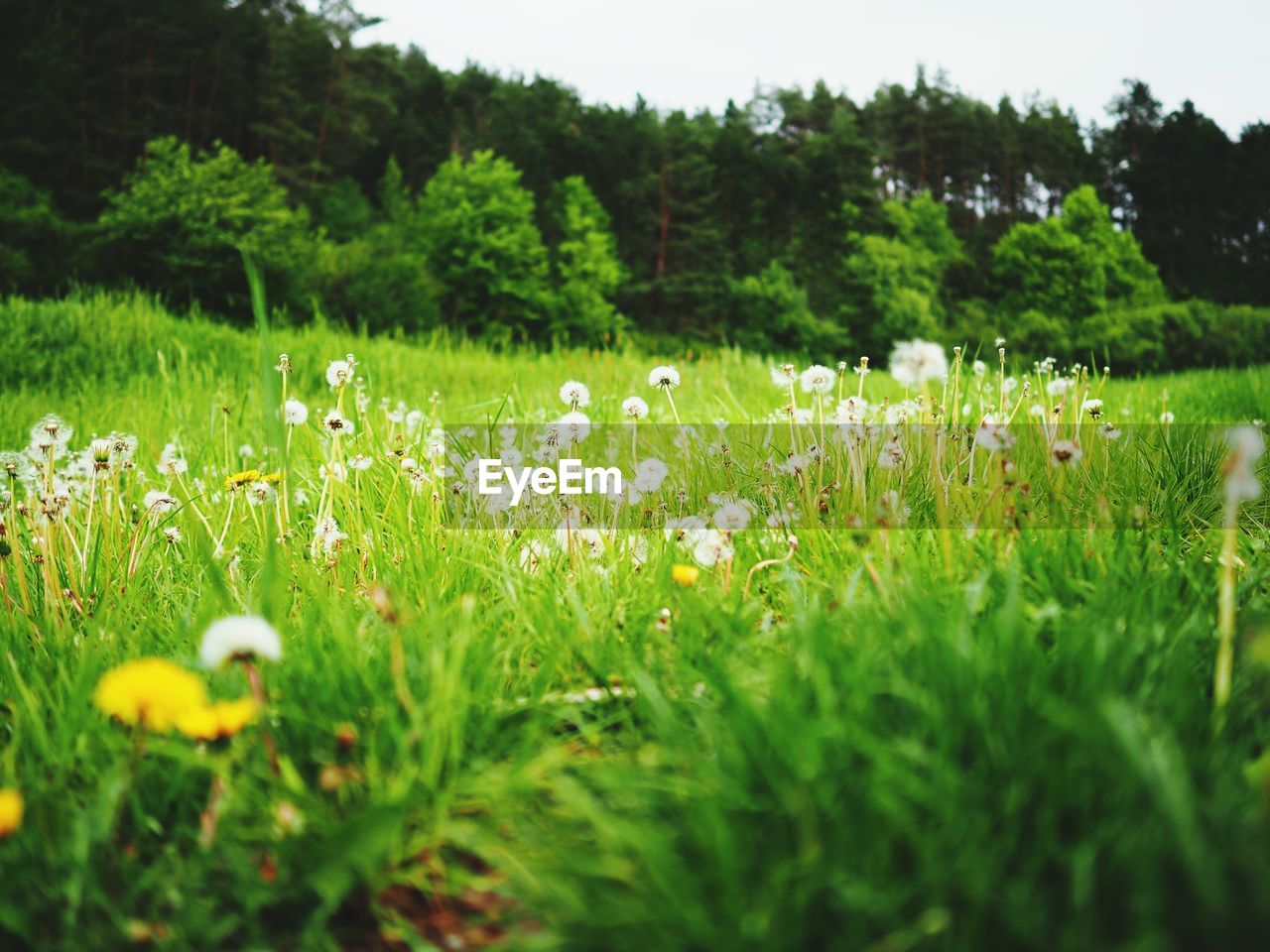 Flowers blooming in meadow