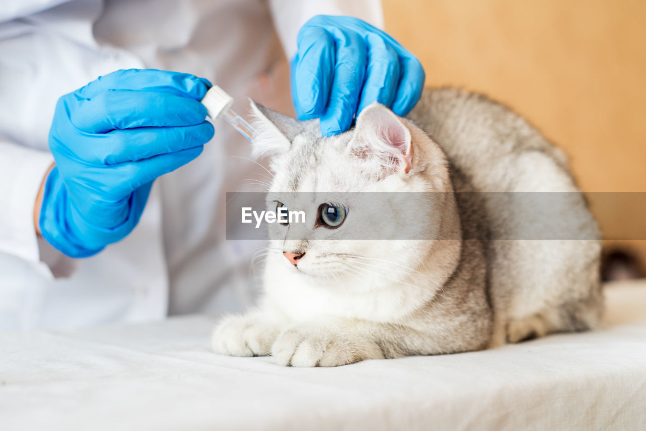 CLOSE-UP OF CAT WITH HAND ON WHITE