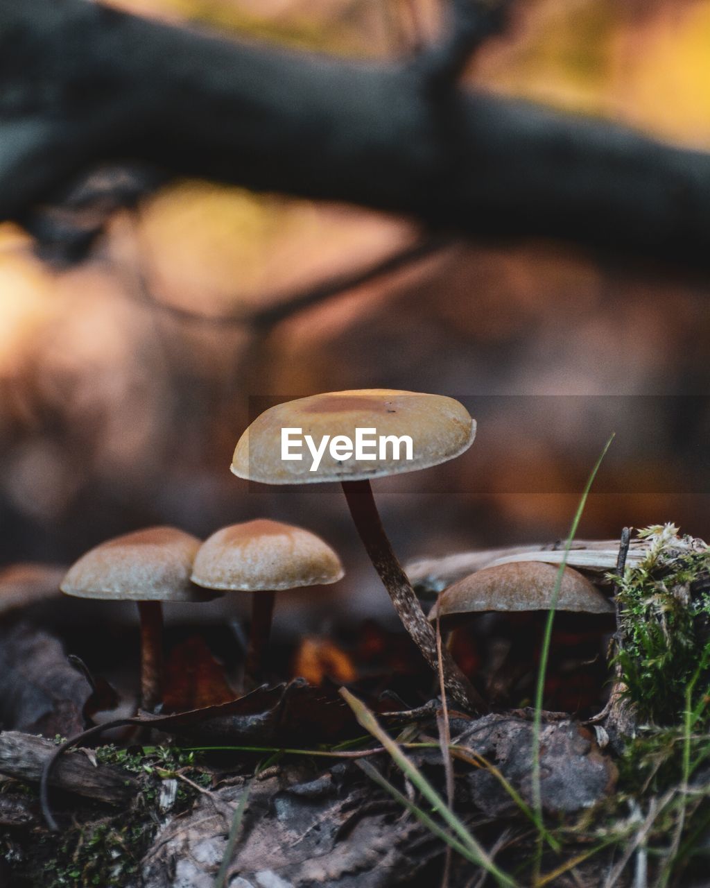 fungus, mushroom, vegetable, food, nature, plant, growth, forest, land, tree, autumn, food and drink, close-up, no people, beauty in nature, toadstool, focus on foreground, macro photography, edible mushroom, outdoors, woodland, day, selective focus, fragility, leaf, freshness, moss