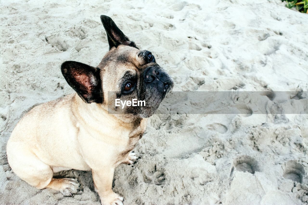 HIGH ANGLE VIEW OF A DOG ON THE SAND
