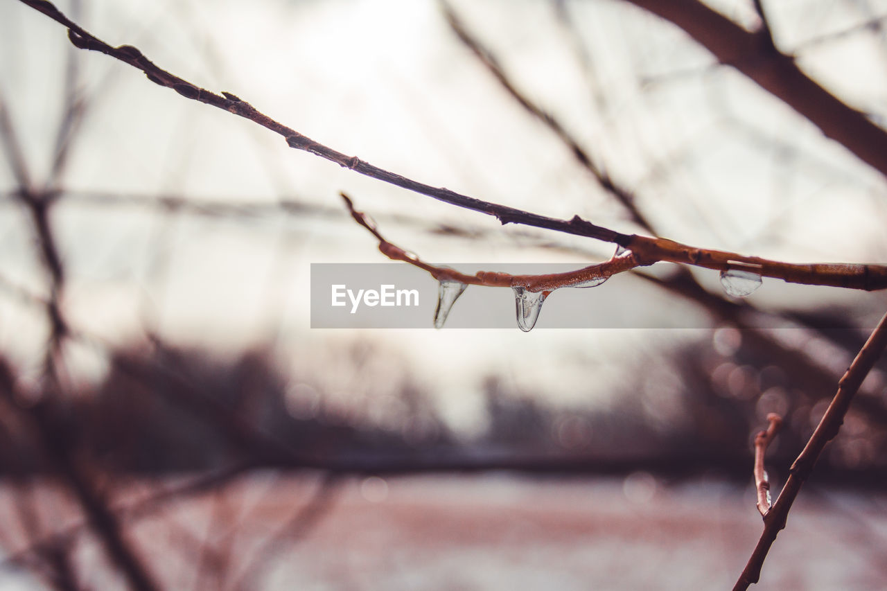 CLOSE-UP OF RAINDROPS ON TWIG
