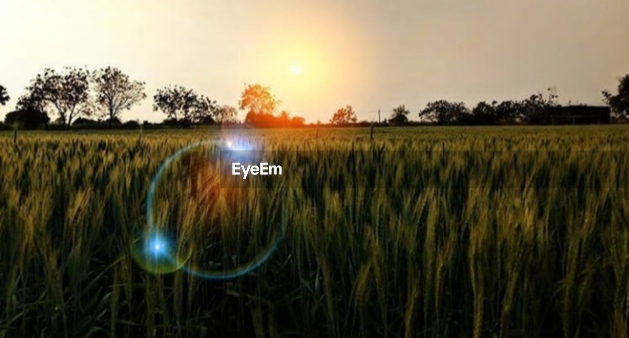 SCENIC VIEW OF FARM AGAINST SKY