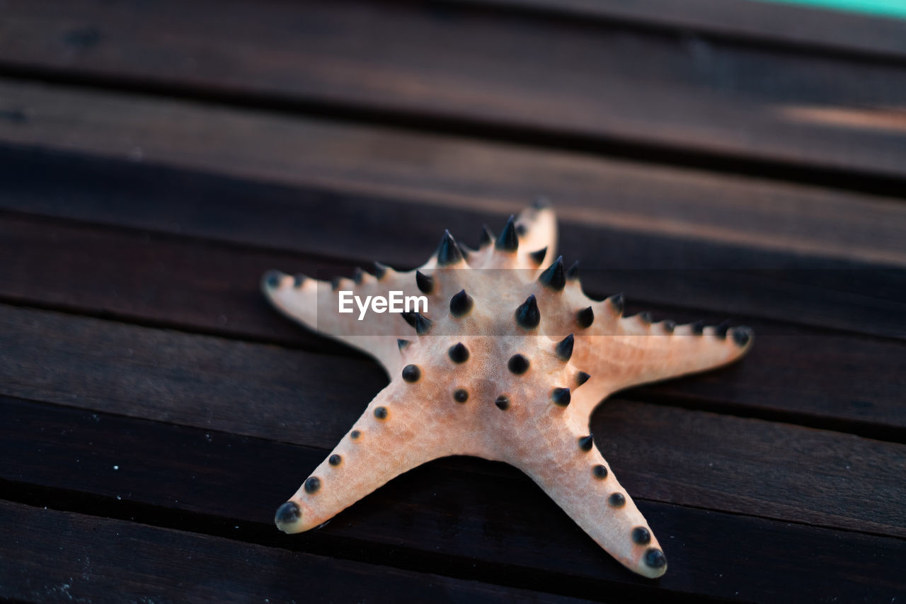 Starfish on wooden deck, with turquoise water in the background.