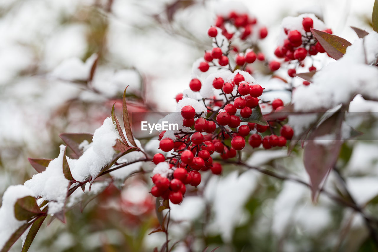 Close-up of red berries on tree