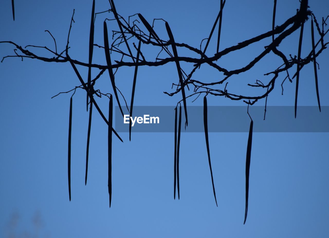 LOW ANGLE VIEW OF BRANCH AGAINST SKY
