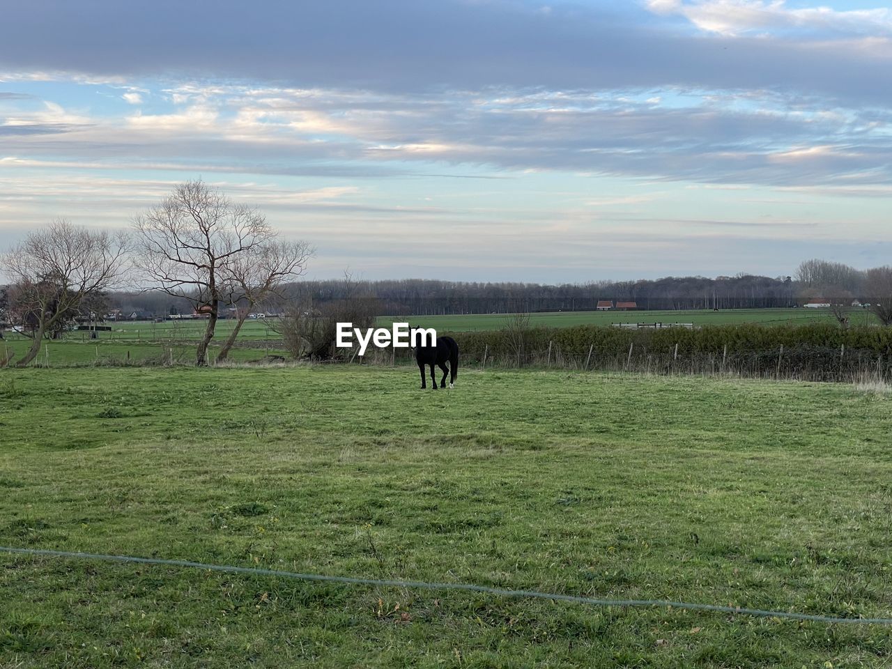 Horses in a field