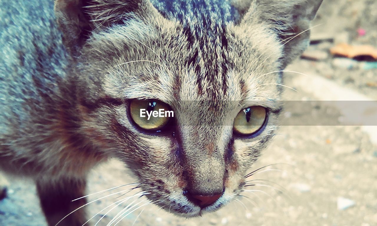 Close-up portrait of a cat