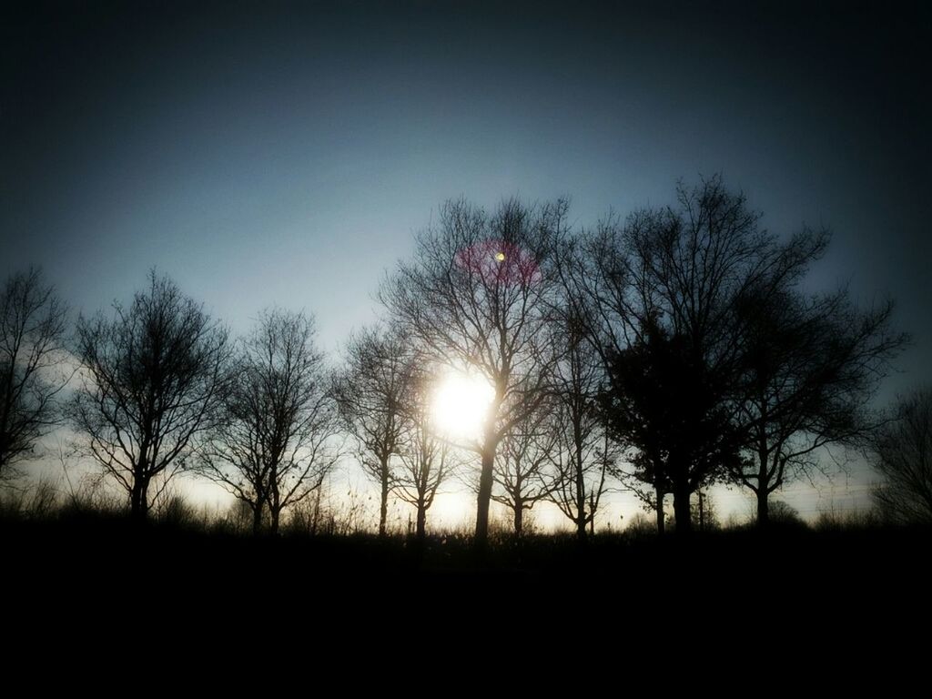 Bare trees on silhouette landscape against sunlight