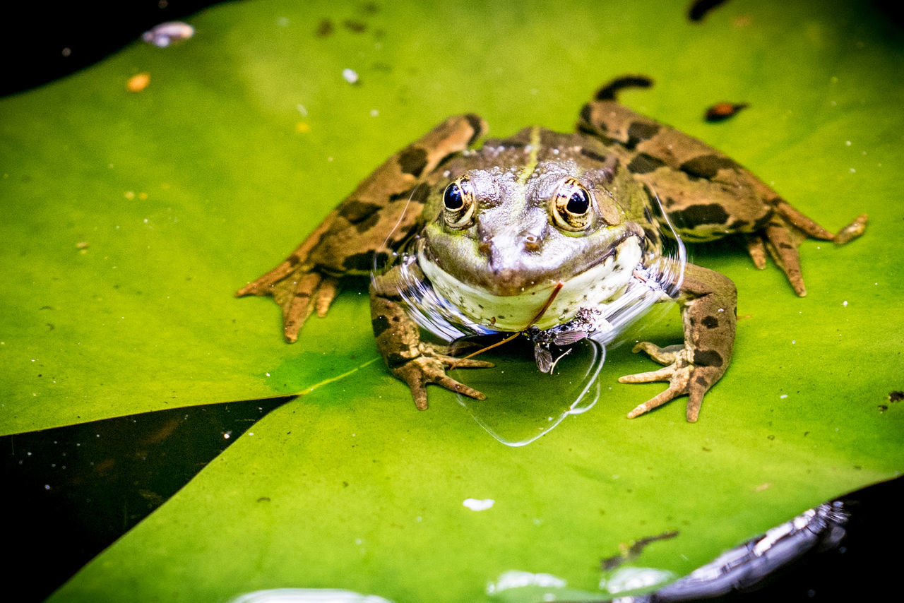 CLOSE-UP OF FROG