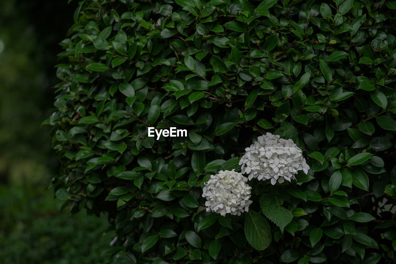 CLOSE-UP OF FRESH WHITE FLOWERING PLANTS IN PARK