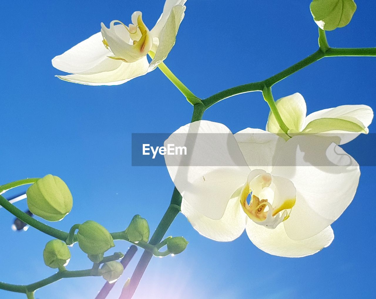 CLOSE-UP OF WHITE FLOWERING PLANT AGAINST SKY