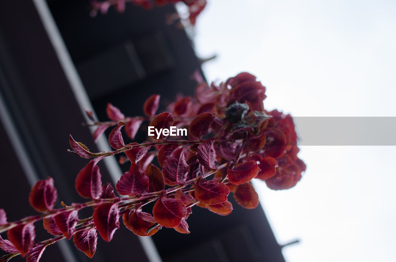 red, flower, plant, macro photography, nature, petal, close-up, no people, pink, freshness, leaf, flowering plant, beauty in nature, food and drink, focus on foreground, purple, outdoors, floristry, food