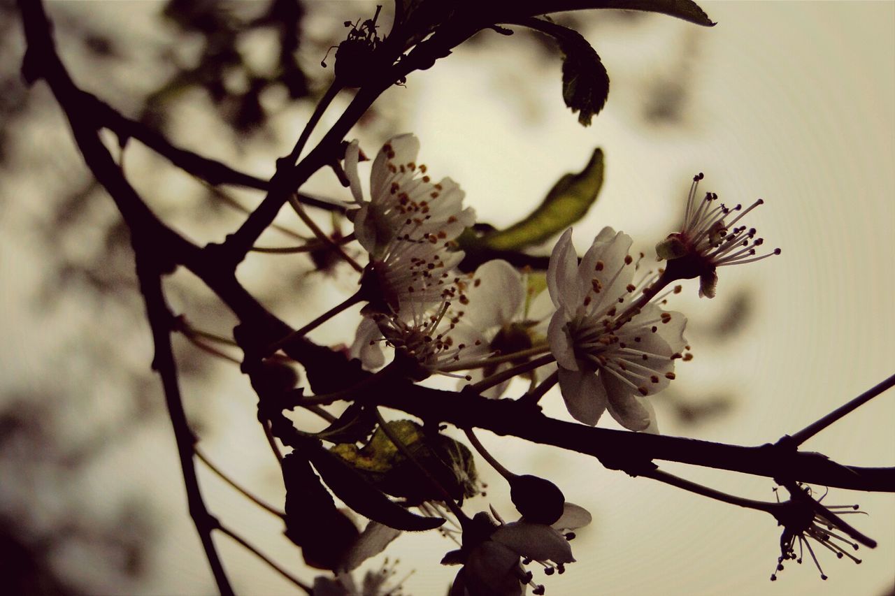 CLOSE-UP OF TWIGS AGAINST BLURRED BACKGROUND