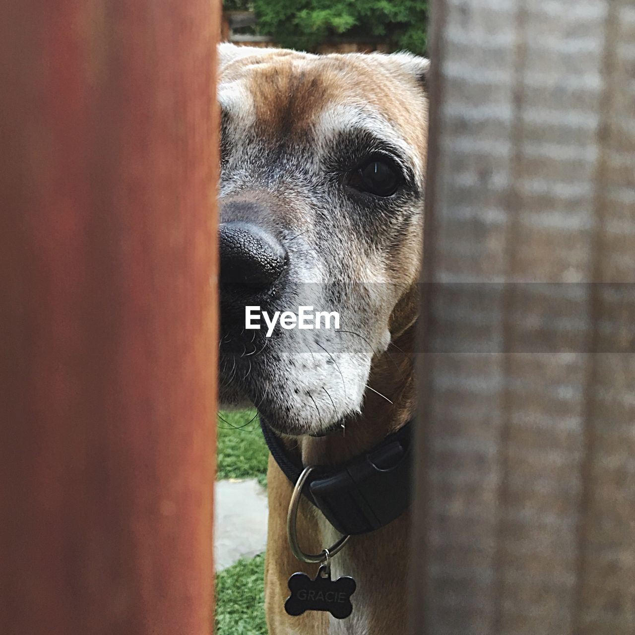 Dog seen through wooden fence