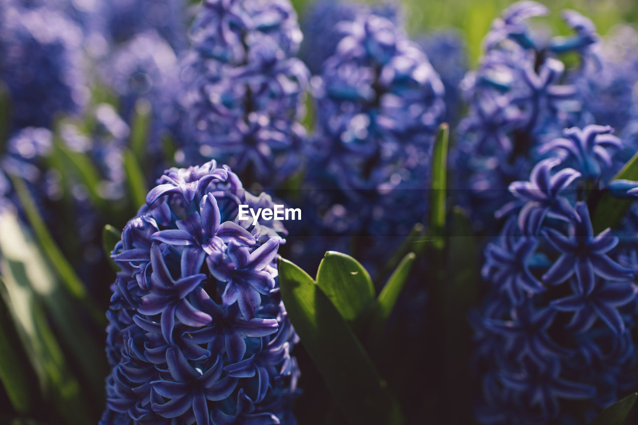 Close-up of purple flowering plant