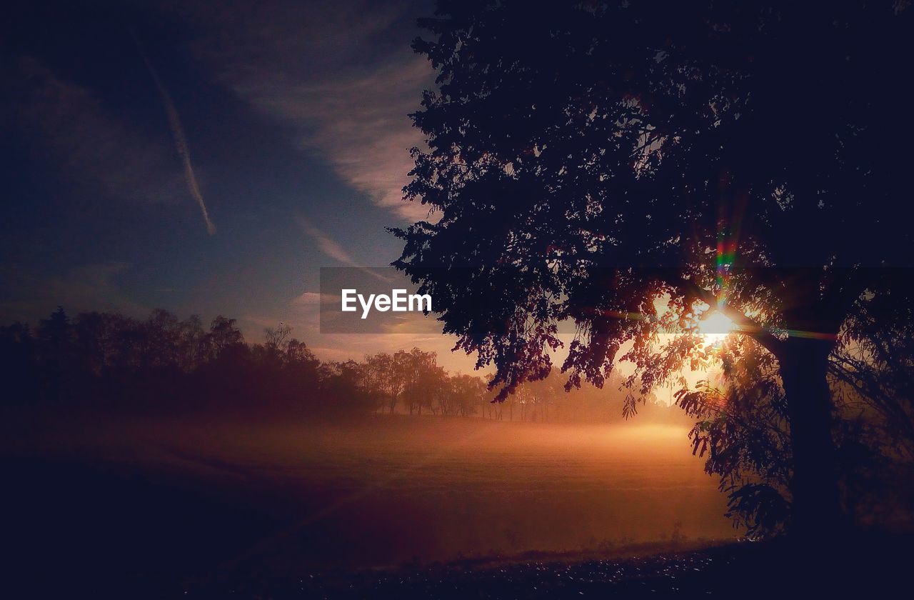 SILHOUETTE TREES BY ILLUMINATED FIELD AGAINST SKY DURING SUNSET