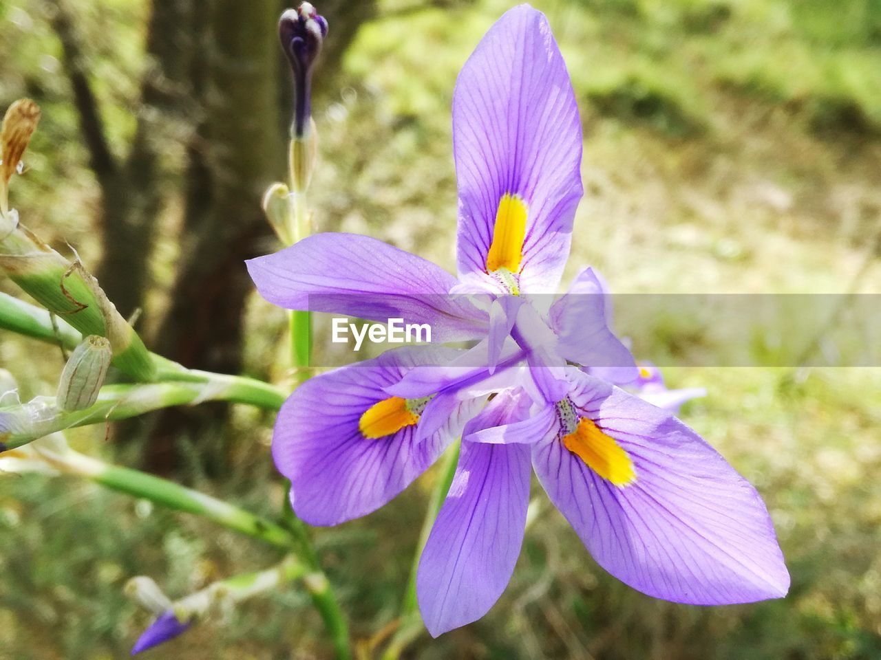 CLOSE-UP OF PURPLE CROCUS