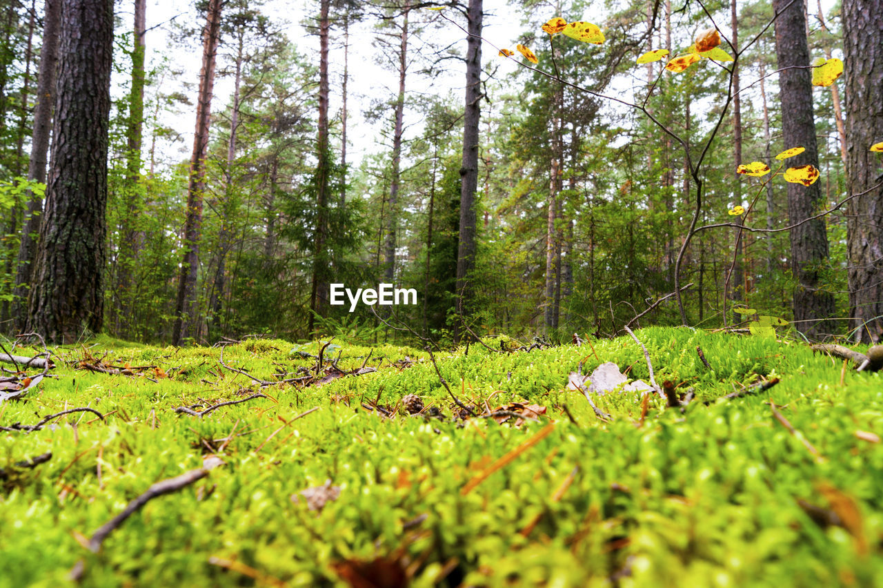 TREES GROWING IN FOREST