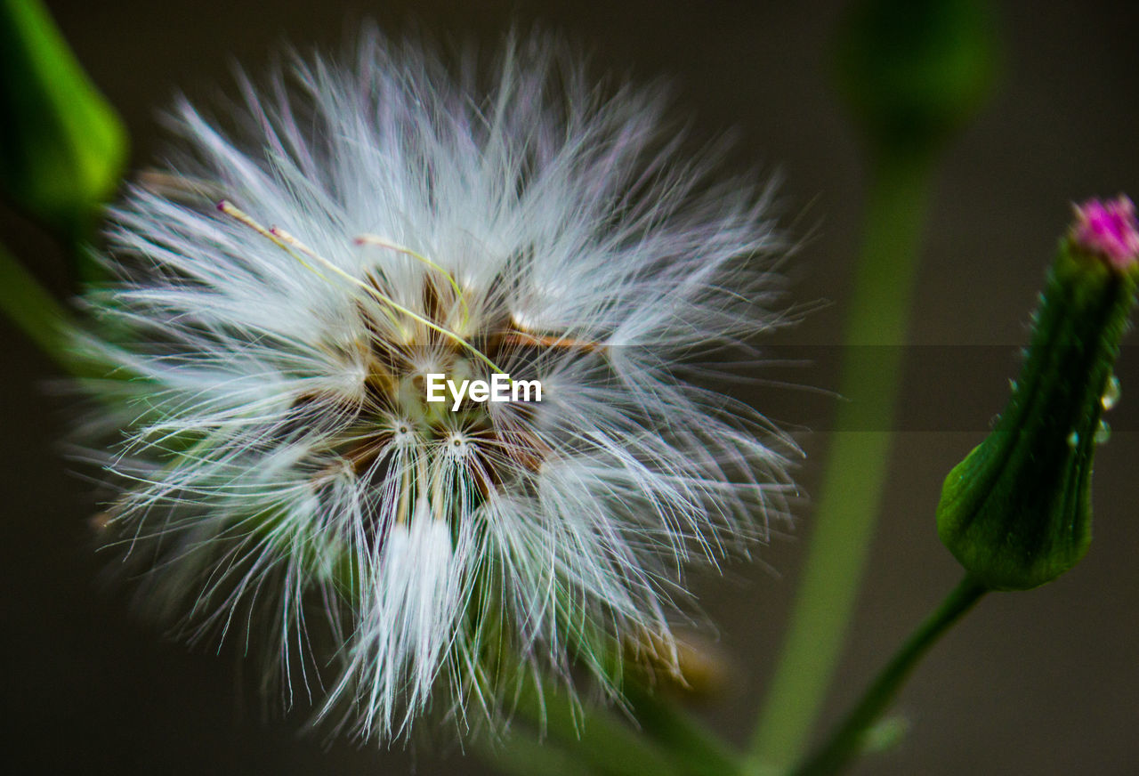 CLOSE-UP OF DANDELION OUTDOORS