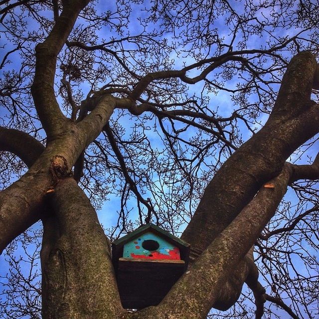 Low angle view of birdhouse on bare tree branch