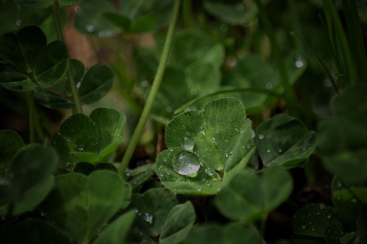 CLOSE-UP OF WET GREEN LEAVES