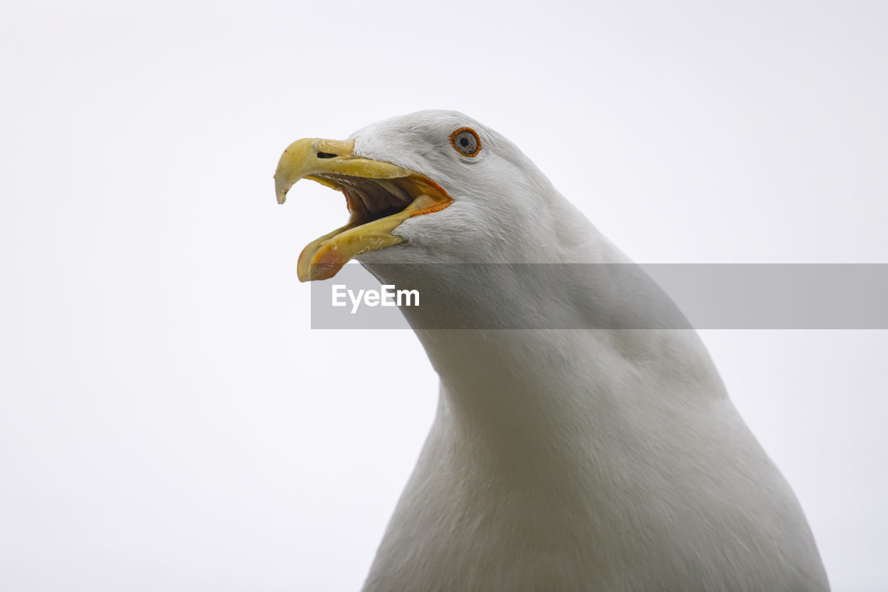 animal themes, animal, bird, one animal, animal wildlife, wildlife, beak, animal body part, seabird, close-up, gull, animal head, no people, portrait, nature, european herring gull, bird of prey, white, mouth open, copy space, outdoors, beauty in nature