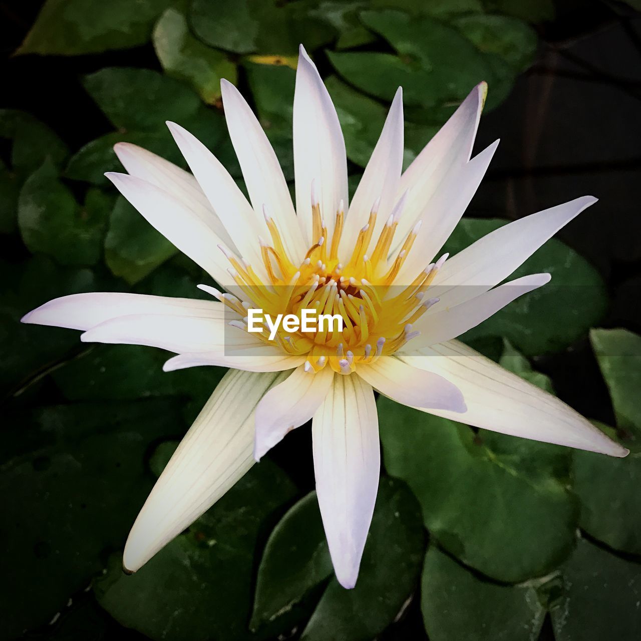 CLOSE-UP OF LOTUS WATER LILY BLOOMING OUTDOORS