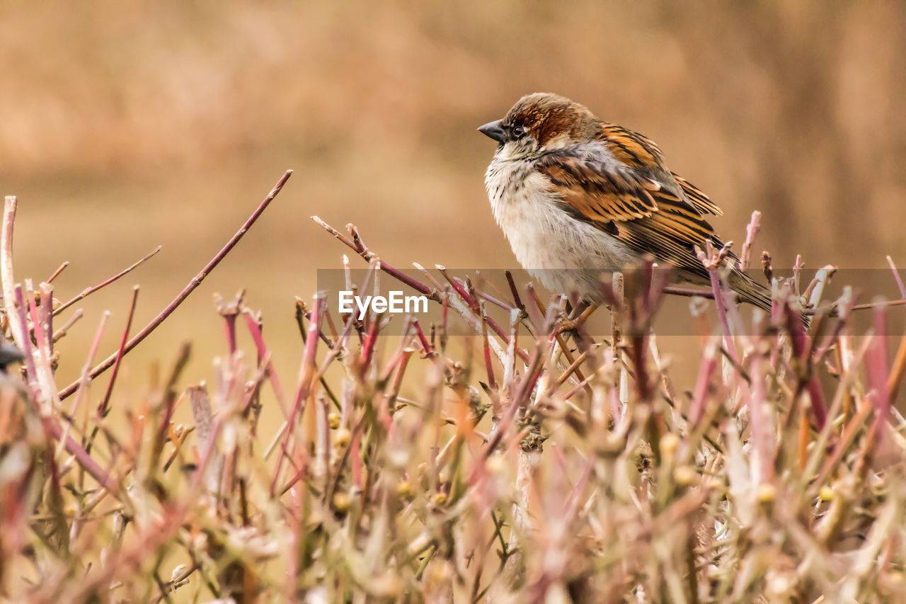 Male house sparrow or passer domesticus is a bird of the sparrow family passeridae