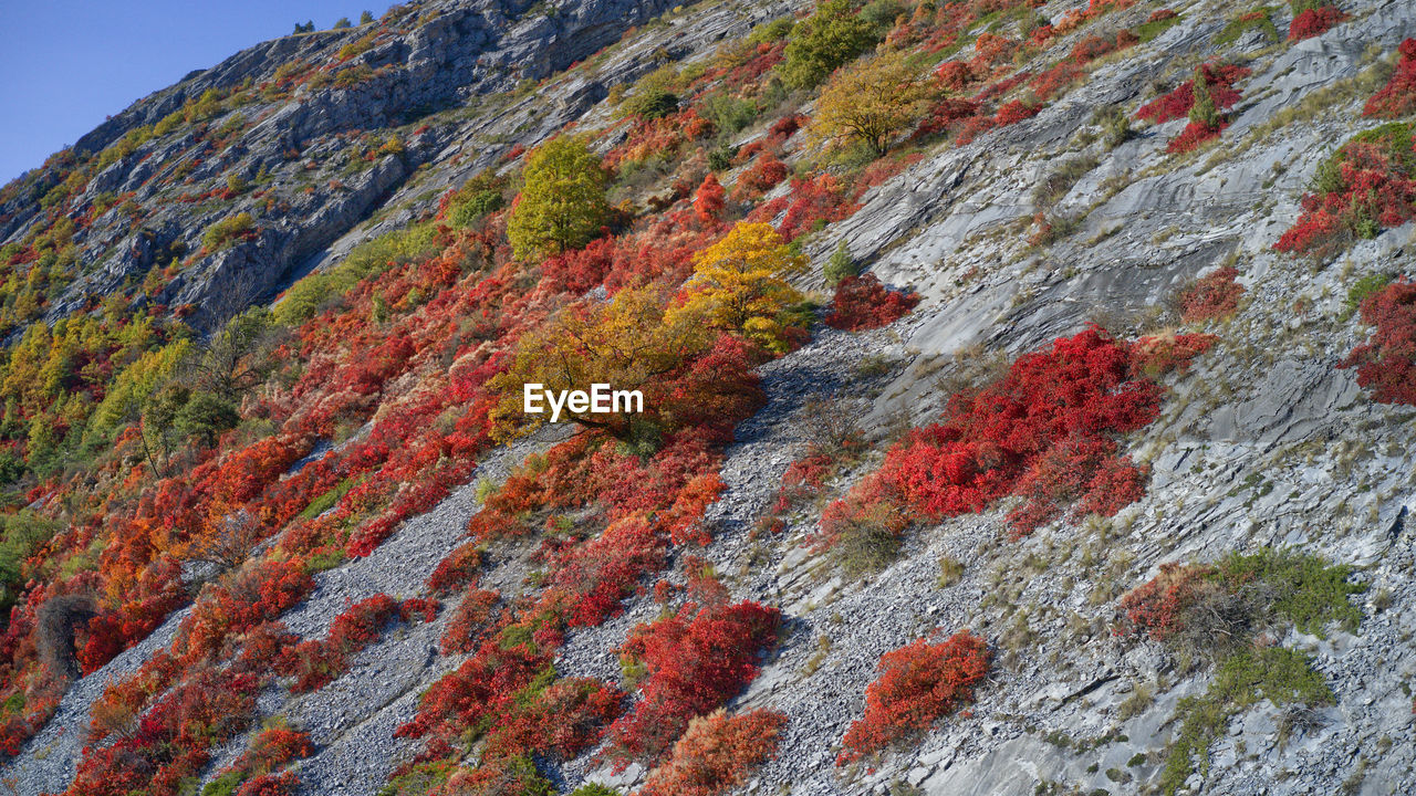 Perückenstrauch im herbst