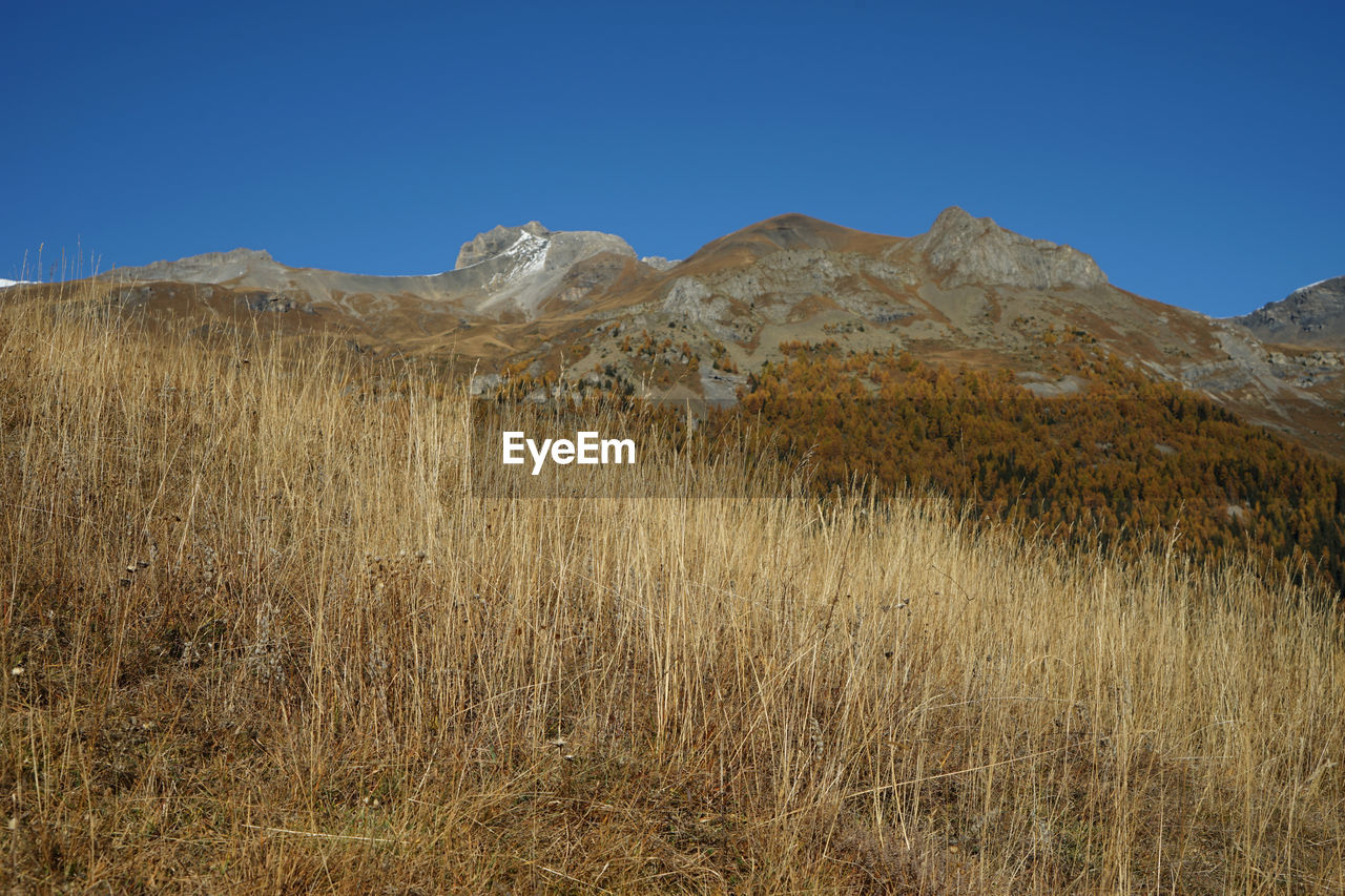 Low angle view of grass and mountain against clear blue sky 