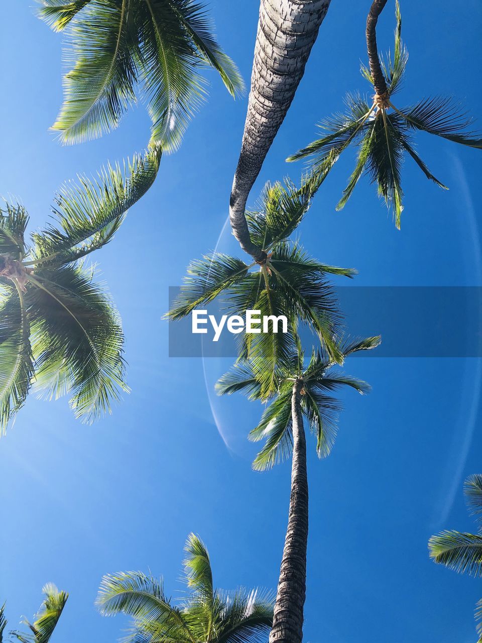 LOW ANGLE VIEW OF COCONUT PALM TREE AGAINST SKY