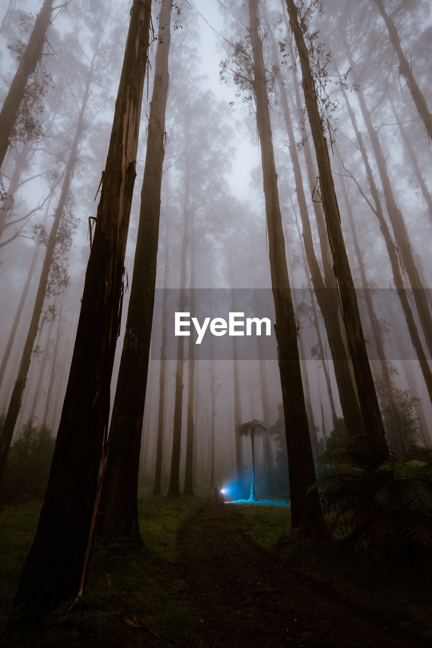 TREES ON FIELD IN FOREST AGAINST SKY DURING FOGGY WEATHER