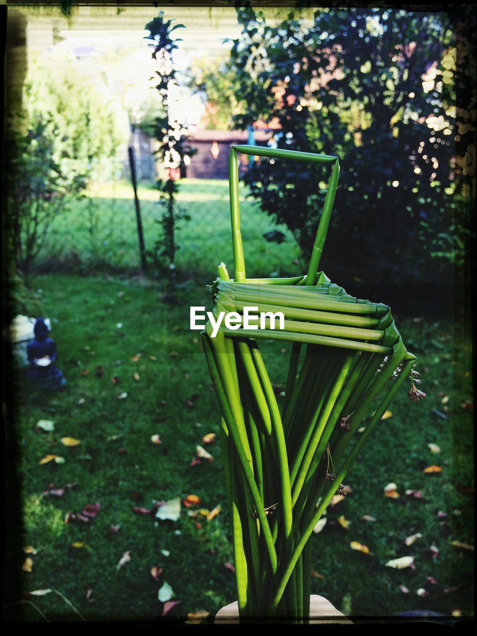 PLANTS GROWING ON FIELD