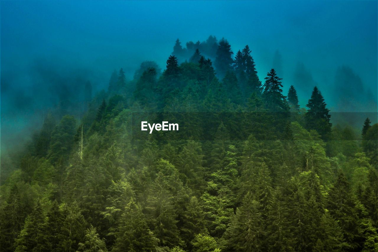 Pine trees in forest against sky