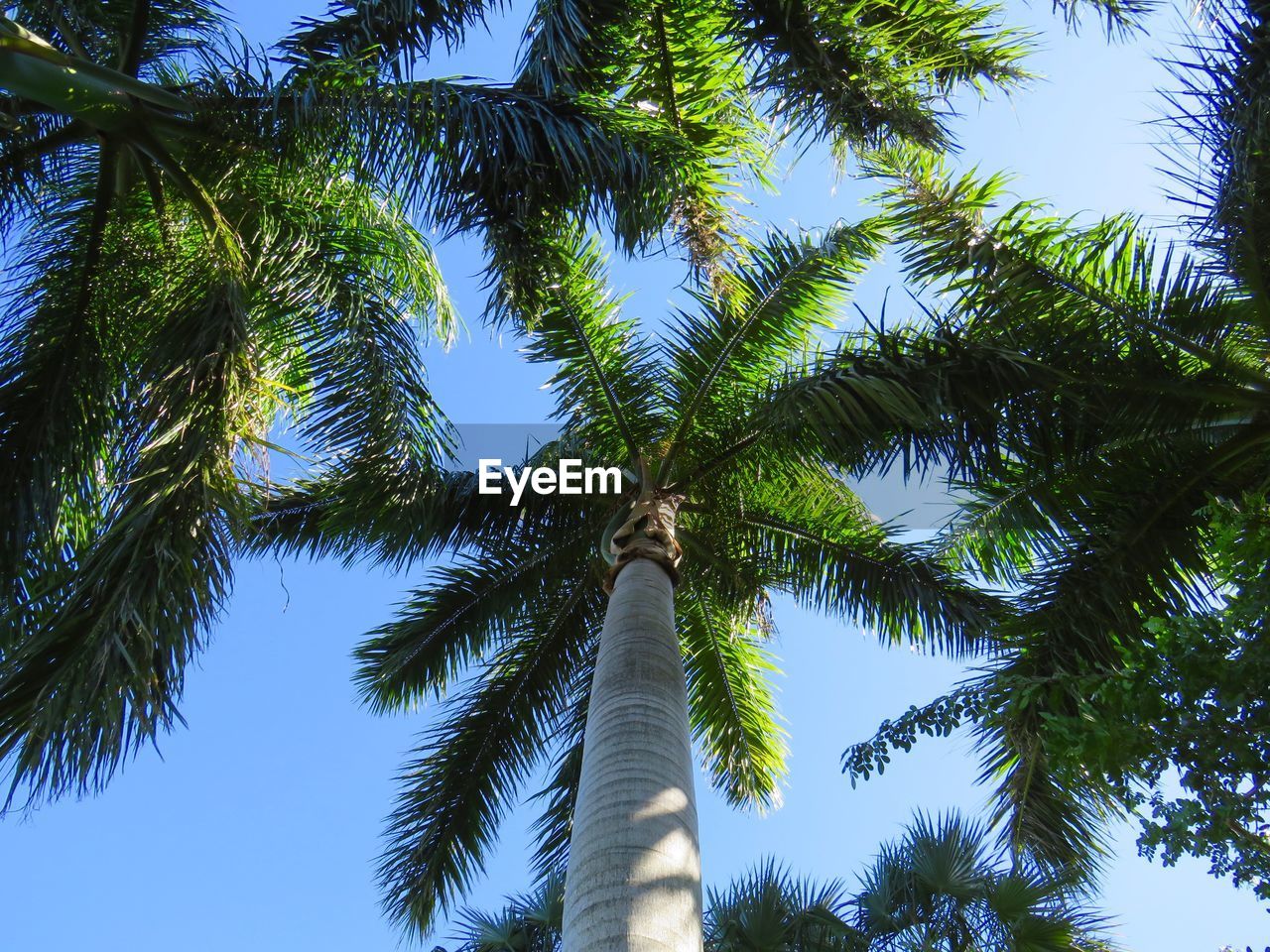 Low angle view of coconut palm trees against clear sky