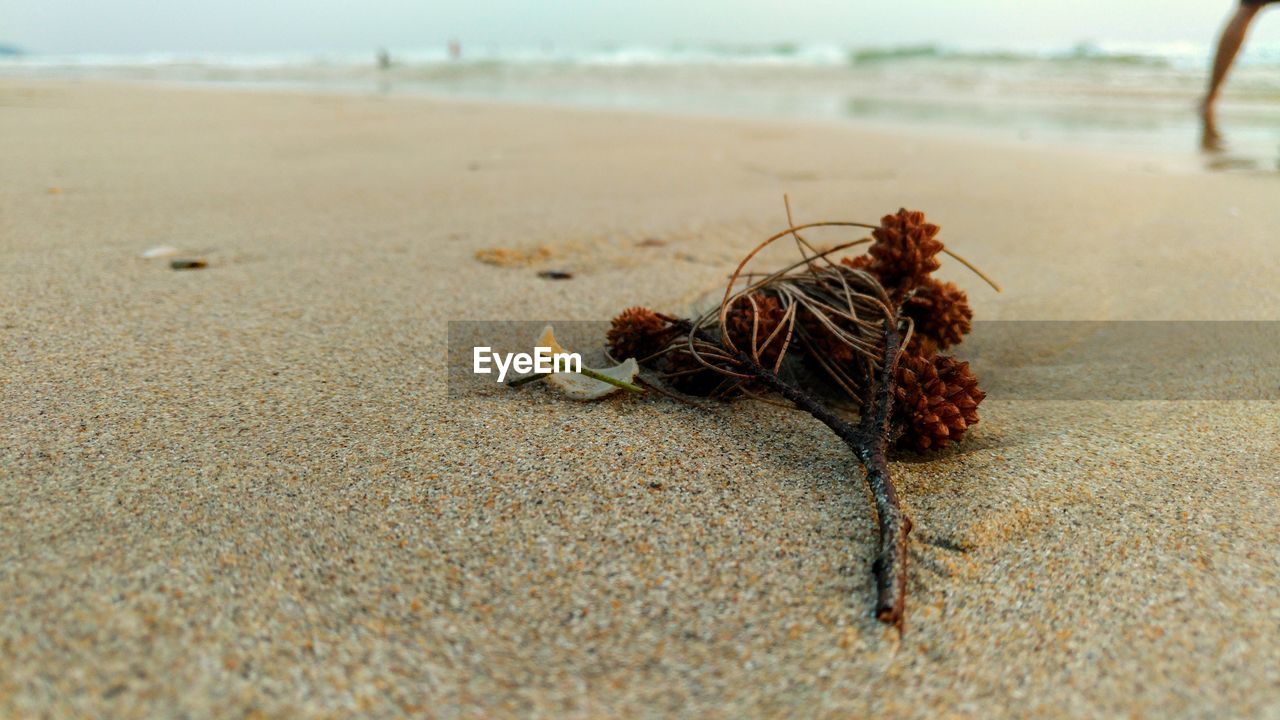 CLOSE-UP OF CRAB ON SAND