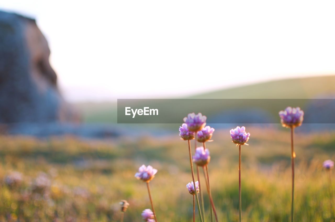 CLOSE-UP OF PINK FLOWERING PLANT IN FIELD