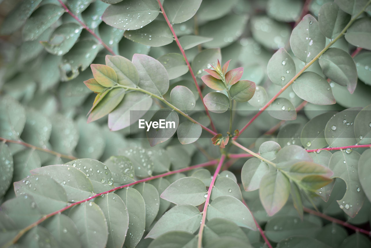 Close-up of wet plant leaves during rainy season