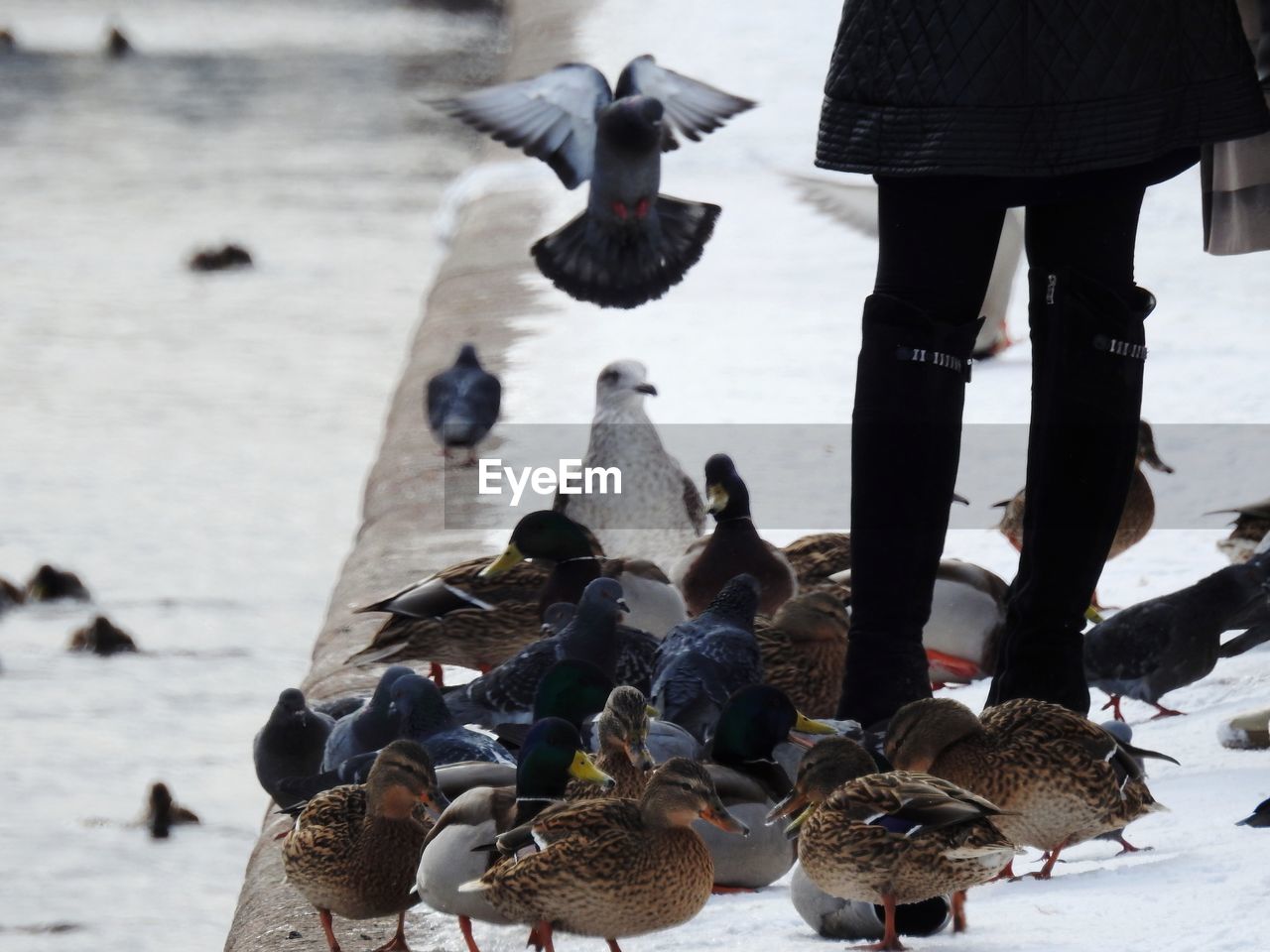 View of duck's and doves on beach