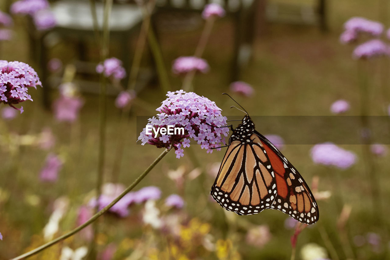 Monarch butterfly at acadia national park. danaus plexippus. mount desert island, maine, usa