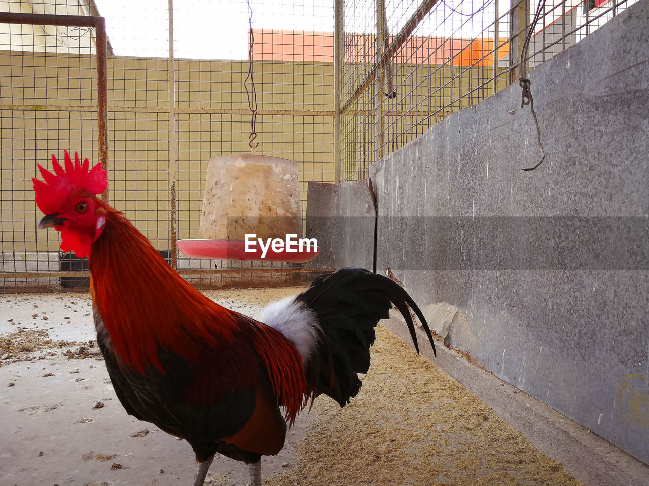 Close up rooster in a cage.