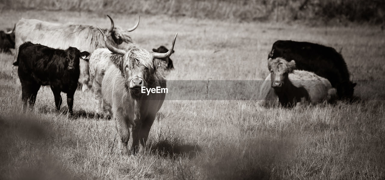 VIEW OF COWS STANDING IN FIELD