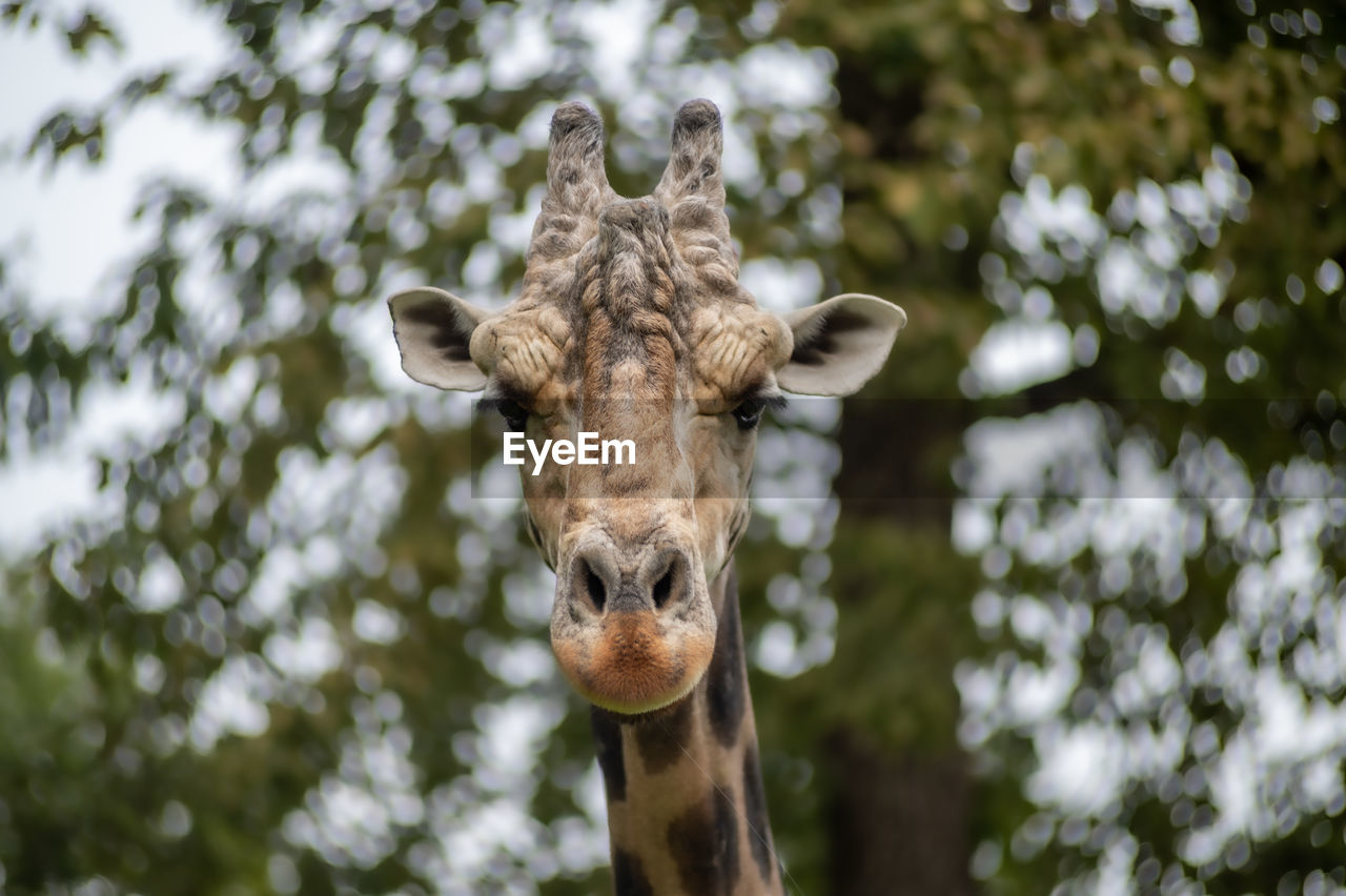 Close-up of giraffe