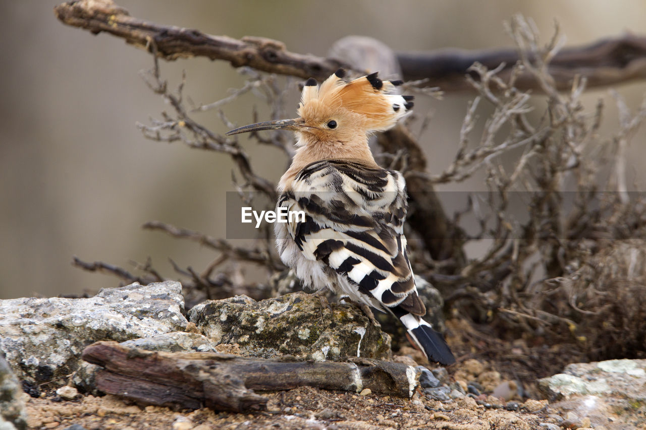 CLOSE-UP OF A BIRD