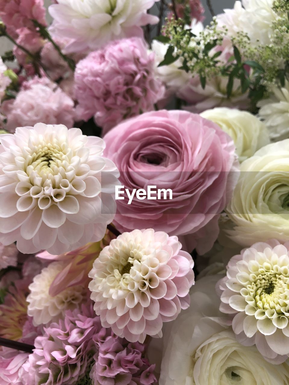 CLOSE-UP OF PINK ROSES ON PLANT